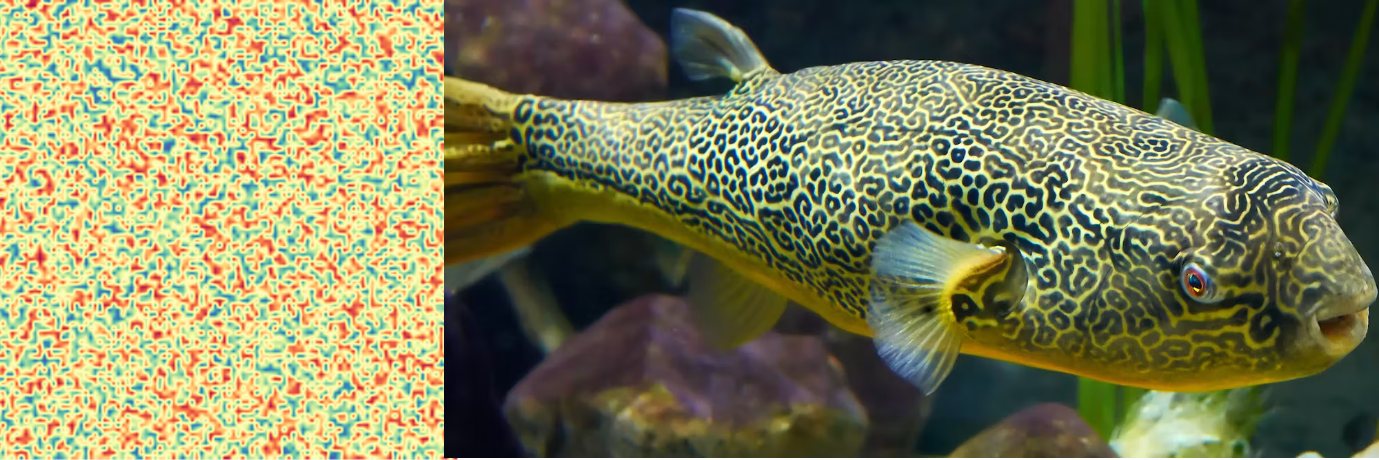 On the left, a simulated heatmap representing predator (red) and prey (blue) density in a spatial model, showing the emergent complex patterning as a result of their interactions. On the right, an image of a pufferfish, whose intricate skin patterns can serve as a real-world analog for understanding the dynamics of visual signaling in predator-prey systems in aquatic environments. 